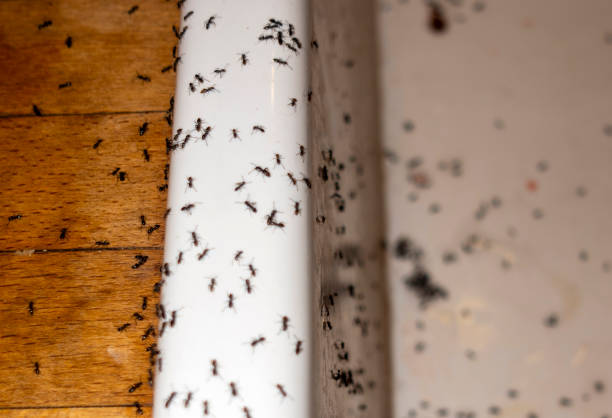 Best Pest Removal Services  in Privateer, SC