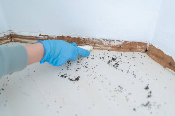 Best Wasp Removal Services  in Privateer, SC